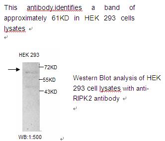 RICK / RIP2 Antibody