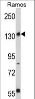 RICTOR Antibody - Western blot of Rictor Antibody in Ramos cell line lysates (35 ug/lane). RICTOR (arrow) was detected using the purified antibody.
