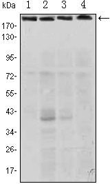 RICTOR Antibody - Western blot using RICTOR mouse monoclonal antibody against HeLa (1), PANC-1 (2), MOLT4 (3), and HepG2 (4) cell lysate.