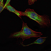 RICTOR Antibody - Immunofluorescence of NIH/3T3 cells using RICTOR mouse monoclonal antibody (green). Blue: DRAQ5 fluorescent DNA dye. Red: Actin filaments have been labeled with Alexa Fluor-555 phalloidin.