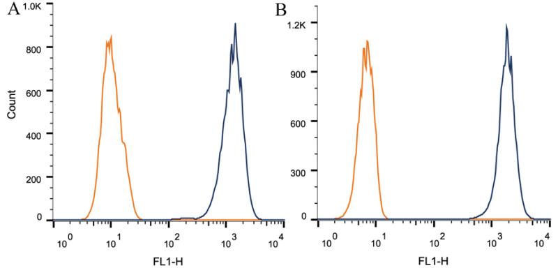RICTOR Antibody - Flow Cytometry: RICTOR Antibody (7B3) - Intracellular flow cytometric staining of 1 x 10^6 CHO (A) and HEK-293 (B) cells using RICTOR antibody (dark blue). Isotype control shown in orange. An antibody concentration of 1 ug/1x10^6 cells was used.