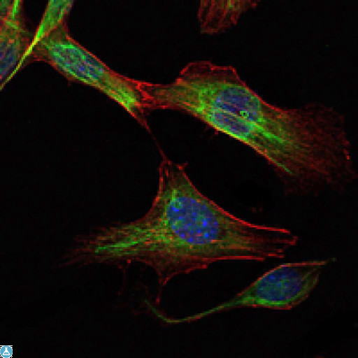 RICTOR Antibody - Immunofluorescence (IF) analysis of NIH/3T3 cells using Rictor Monoclonal Antibody (green). Blue: DRAQ5 fluorescent DNA dye. Red: Actin filaments have been labeled with Alexa Fluor-555 phalloidin.