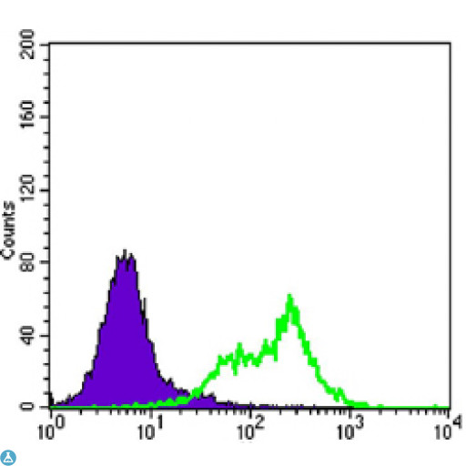 RICTOR Antibody - Flow cytometric (FCM) analysis of HeLa cells using Rictor Monoclonal Antibody (green) and negative control (purple).