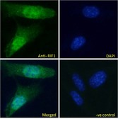 RIF1 Antibody - RIF1 antibody immunofluorescence analysis of paraformaldehyde fixed NIH3T3 cells, permeabilized with 0.15% Triton. Primary incubation 1hr (10ug/ml) followed by Alexa Fluor 488 secondary antibody (2ug/ml), showing nuclear staining. The nuclear stain is DAPI (blue). Negative control: Unimmunized goat IgG (10ug/ml) followed by Alexa Fluor 488 secondary antibody (2ug/ml).