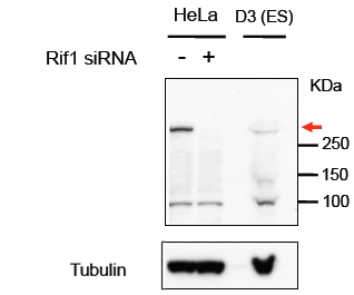 RIF1 Antibody - RIF1 antibody (1 ug/ml) staining of HeLa and Mouse D3 (ES) lysates (35 ug protein in RIPA buffer). Data obtained from Hisao Masai, Tokyo Metropolitan Institute of Medical Science, Japan. Primary incubation was 1 hour. Detected by chemiluminescence.