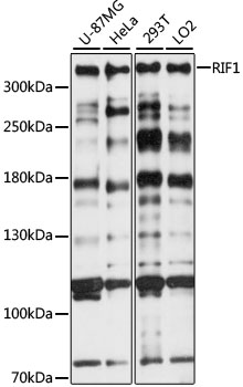 RIF1 Antibody - Western blot analysis of extracts of various cell lines, using RIF1 antibody at 1:1000 dilution. The secondary antibody used was an HRP Goat Anti-Rabbit IgG (H+L) at 1:10000 dilution. Lysates were loaded 25ug per lane and 3% nonfat dry milk in TBST was used for blocking. An ECL Kit was used for detection and the exposure time was 30s.
