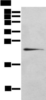 RILPL2 Antibody - Western blot analysis of 293T cell  using RILPL2 Polyclonal Antibody at dilution of 1:400