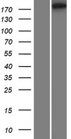 RIMBP3 Protein - Western validation with an anti-DDK antibody * L: Control HEK293 lysate R: Over-expression lysate