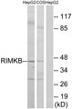 RIMKLB Antibody - Western blot analysis of lysates from HepG2 and COS cells, using RIMKB Antibody. The lane on the right is blocked with the synthesized peptide.