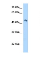 RIMKLB Antibody - RIMKLB antibody Western blot of Mouse Kidney lysate. Antibody concentration 1 ug/ml.  This image was taken for the unconjugated form of this product. Other forms have not been tested.