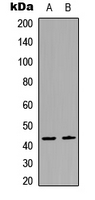 RIMKLB Antibody - Western blot analysis of RIMKLB expression in HepG2 (A); rat muscle (B) whole cell lysates.