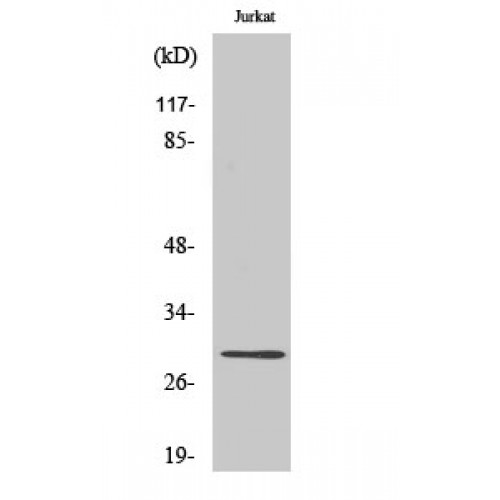 RIMS4 Antibody - Western blot of Rim4 antibody