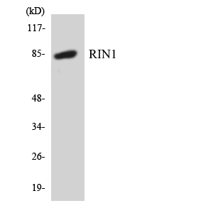 RIN1 Antibody - Western blot analysis of the lysates from COLO205 cells using RIN1 antibody.