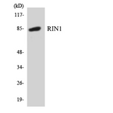 RIN1 Antibody - Western blot analysis of the lysates from COLO205 cells using RIN1 antibody.