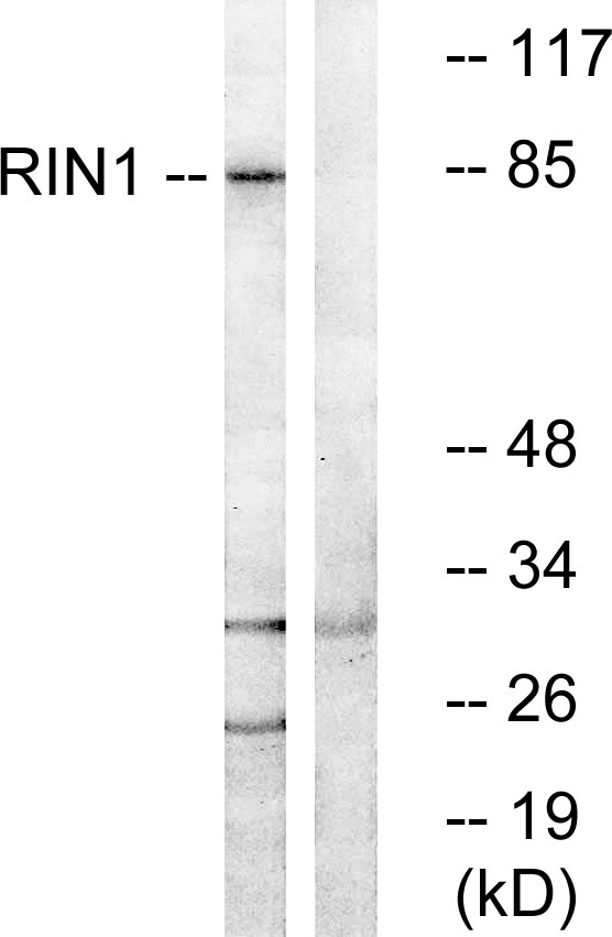 RIN1 Antibody - Western blot analysis of lysates from K562 cells, using RIN1 Antibody. The lane on the right is blocked with the synthesized peptide.