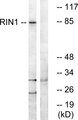 RIN1 Antibody - Western blot analysis of lysates from K562 cells, using RIN1 Antibody. The lane on the right is blocked with the synthesized peptide.