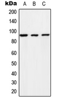 RIN1 Antibody - Western blot analysis of RIN1 expression in HeLa (A); NIH3T3 (B); rat brain (C) whole cell lysates.