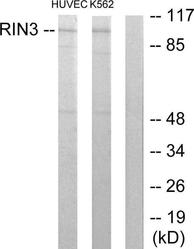 RIN3 Antibody - Western blot analysis of lysates from HUVEC and K562 cells, using RIN3 Antibody. The lane on the right is blocked with the synthesized peptide.