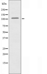 RIN3 Antibody - Western blot analysis of extracts of HuvEc cells using RIN3 antibody.