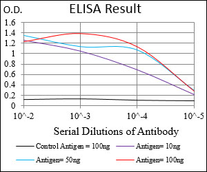 RING1 Antibody - Red: Control Antigen (100ng); Purple: Antigen (10ng); Green: Antigen (50ng); Blue: Antigen (100ng);