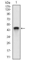 RING1 Antibody - Western blot using Ring1 monoclonal antibody against human Ring1 recombinant protein. (Expected MW is 44.6 kDa)