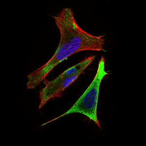 RING1 Antibody - Immunofluorescence of HeLa cells using Ring1 mouse monoclonal antibody (green). Blue: DRAQ5 fluorescent DNA dye. Red: Actin filaments have been labeled with Alexa Fluor-555 phalloidin.