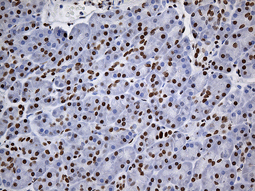 RING1 Antibody - Immunohistochemical staining of paraffin-embedded Human pancreas tissue within the normal limits using anti-RING1 mouse monoclonal antibody. (Heat-induced epitope retrieval by 1mM EDTA in 10mM Tris buffer. (pH8.5) at 120°C for 3 min. (1:2000)
