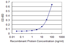 RING1 Antibody - Detection limit for recombinant GST tagged RING1 is 1 ng/ml as a capture antibody.
