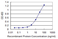 RING1 Antibody - Detection limit for recombinant GST tagged RING1 is 0.3 ng/ml as a capture antibody.