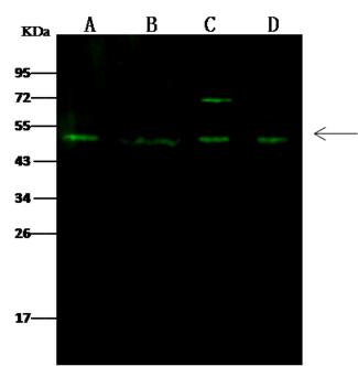 RING1 Antibody - Anti-RING1 rabbit polyclonal antibody at 1:500 dilution. Lane A: MOLT4 Whole Cell Lysate. Lane B: HeLa Whole Cell Lysate. Lane C: NIH3T3 Whole Cell Lysate. Lane D: Jurkat Whole Cell Lysate. Lysates/proteins at 30 ug per lane. Secondary: Goat Anti-Rabbit IgG H&L (Dylight 800) at 1/10000 dilution. Developed using the Odyssey technique. Performed under reducing conditions. Predicted band size: 42 kDa. Observed band size: 50 kDa.