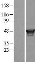 RING1 Protein - Western validation with an anti-DDK antibody * L: Control HEK293 lysate R: Over-expression lysate
