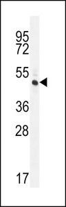 RINL Antibody - RINL Antibody western blot of HL-60 cell line lysates (35 ug/lane). The RINL antibody detected the RINL protein (arrow).