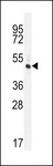 RINL Antibody - RINL Antibody western blot of HL-60 cell line lysates (35 ug/lane). The RINL antibody detected the RINL protein (arrow).