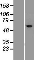 RIOK1 Protein - Western validation with an anti-DDK antibody * L: Control HEK293 lysate R: Over-expression lysate