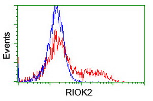 RIOK2 Antibody - HEK293T cells transfected with either overexpress plasmid (Red) or empty vector control plasmid (Blue) were immunostained by anti-RIOK2 antibody, and then analyzed by flow cytometry.