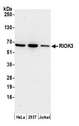RIOK3 Antibody - Detection of human RIOK3 by western blot. Samples: Whole cell lysate (15 µg) from HeLa, HEK293T, and Jurkat cells prepared using NETN lysis buffer. Antibody: Affinity purified rabbit anti-RIOK3 antibody used for WB at 1:1000. Detection: Chemiluminescence with an exposure time of 75 seconds.