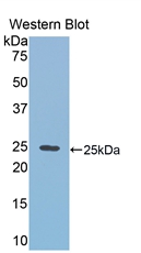 RIP1 / RALBP1 Antibody - Western Blot; Sample: Recombinant protein.