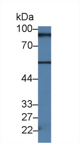 RIP1 / RALBP1 Antibody - Western Blot; Sample: Mouse Lung lysate; Primary Ab: 2µg/ml Rabbit Anti-Human RALBP1 Antibody Second Ab: 0.2µg/mL HRP-Linked Caprine Anti-Rabbit IgG Polyclonal Antibody