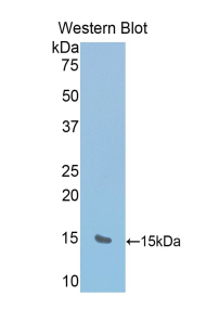 RIP1 / RALBP1 Antibody - Western blot of recombinant RIP1 / RALBP1.  This image was taken for the unconjugated form of this product. Other forms have not been tested.