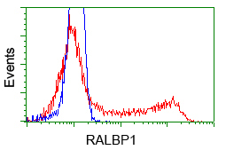 RIP1 / RALBP1 Antibody - HEK293T cells transfected with either pCMV6-ENTRY RALBP1 (Red) or empty vector control plasmid (Blue) were immunostained with anti-RALBP1 mouse monoclonal, and then analyzed by flow cytometry.