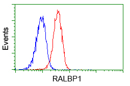 RIP1 / RALBP1 Antibody - Flow cytometry of Jurkat cells, using anti-RALBP1 antibody, (Red) compared to a nonspecific negative control antibody (Blue).