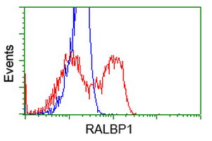 RIP1 / RALBP1 Antibody - HEK293T cells transfected with either overexpress plasmid (Red) or empty vector control plasmid (Blue) were immunostained by anti-RALBP1 antibody, and then analyzed by flow cytometry.