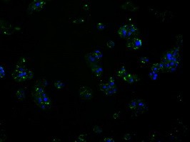 RIP1 / RALBP1 Antibody - Immunofluorescent staining of HepG2 cells using anti-RALBP1 mouse monoclonal antibody.