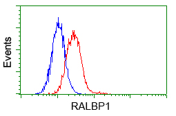 RIP1 / RALBP1 Antibody - Flow cytometry of HeLa cells, using anti-RALBP1 antibody, (Red) compared to a nonspecific negative control antibody (Blue).