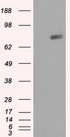 RIP1 / RALBP1 Antibody - HEK293T cells were transfected with the pCMV6-ENTRY control (Left lane) or pCMV6-ENTRY RALBP1 (Right lane) cDNA for 48 hrs and lysed. Equivalent amounts of cell lysates (5 ug per lane) were separated by SDS-PAGE and immunoblotted with anti-RALBP1.