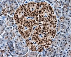 RIP1 / RALBP1 Antibody - IHC of paraffin-embedded pancreas tissue using anti-RALBP1 mouse monoclonal antibody. (Dilution 1:50).