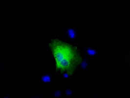 RIP1 / RALBP1 Antibody - Anti-RALBP1 mouse monoclonal antibody  immunofluorescent staining of COS7 cells transiently transfected by pCMV6-ENTRY RALBP1.