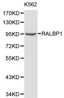 RIP1 / RALBP1 Antibody - Western blot of RALBP1 pAb in extracts from K562 cells.