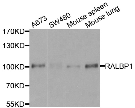RIP1 / RALBP1 Antibody - Western blot analysis of extracts of various cell lines, using RALBP1 antibody at 1:500 dilution. The secondary antibody used was an HRP Goat Anti-Rabbit IgG (H+L) at 1:10000 dilution. Lysates were loaded 25ug per lane and 3% nonfat dry milk in TBST was used for blocking.