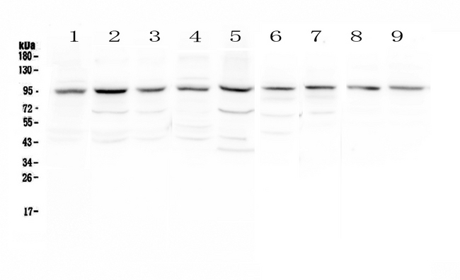 RIP1 / RALBP1 Antibody - Western blot - Anti-RALBP1 Picoband antibody
